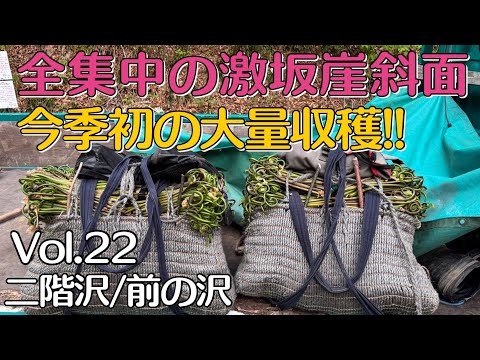 奧山ゼンマイ折りVol.22〜激坂崖斜面今季初の大量収穫〜
