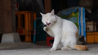 動画サムネイル
