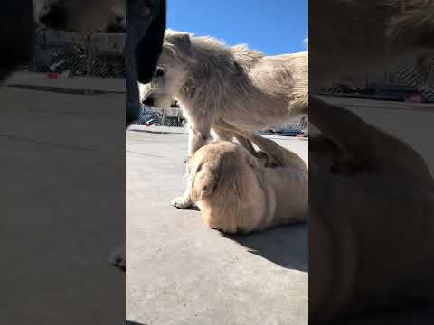 Yesterday, king Charles pressed Er huang. I brought him home for a checkup and his wound had healed.