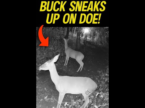 Buck Sneaks Up on Doe! Trail Cam Catches Funny Deer Reaction in the Dark | Must See Wildlife Moment
