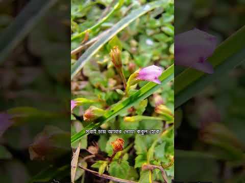 দোয়া করা শিখুন #dua #waz #islamicstatus #abutohamohammadadnan