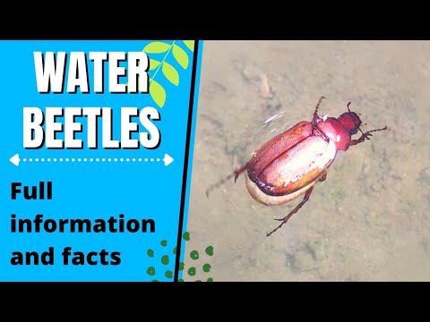 Reality of Water Beetle |  Endopterygota | what is elytra | Power Study | About beetle | mantis food