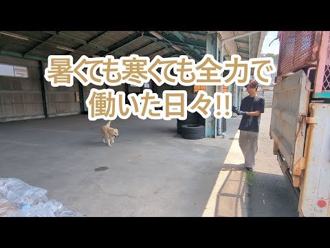 ゴールデンレトリバーのティトとの温かい日常と飼い主の思い サムネイル