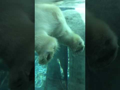 Whose paw is that?!? #paw #whatisthat #bear #polarbear