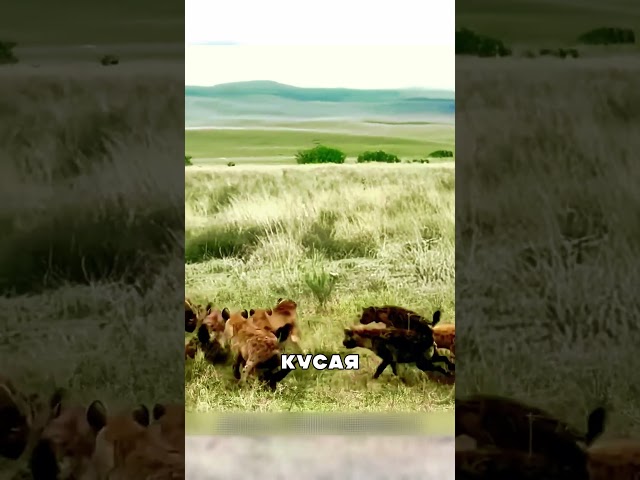 Лев ПОКАЗАЛ кто тут царь! 🦁👑💥