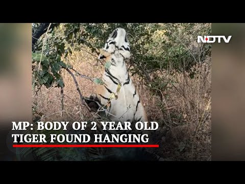 Two-year-old tiger found hanging in Madhya Pradesh Tiger reserve