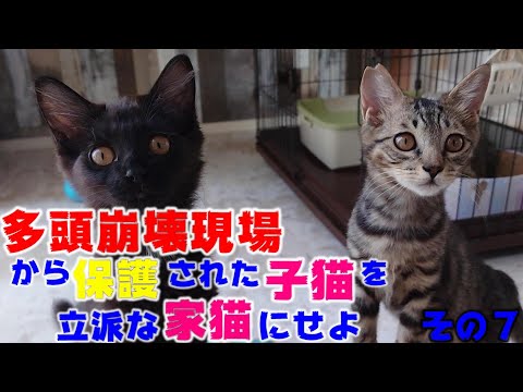 保護から一か月半たった子猫たちの様子 多頭崩壊現場から保護された子猫を立派な家猫に育て上げてみる その7