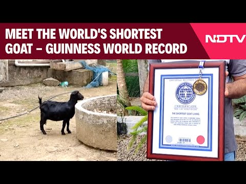 Shortest Living Goat In The World Is In Kerala; Has Guinness World Record