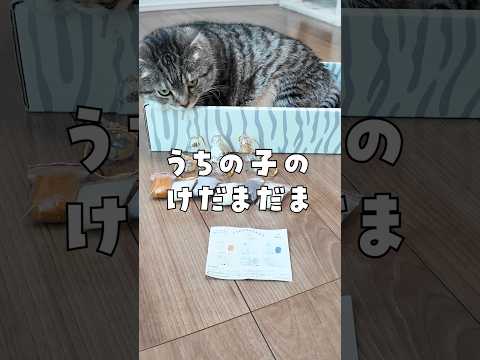 猫の動画サムネイル - 『うちの子のけだまだま』を作ってたらりっちゃんがキレ始めたでごわす🤣🤣🤣 #猫