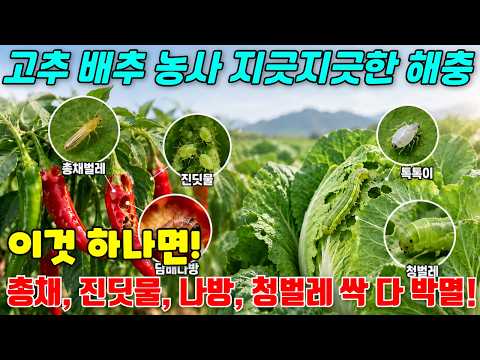 총채벌레, 진딧물, 담배나방, 청벌레 이거 하나면 싹다 사라집니다