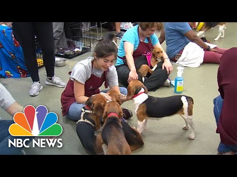 Thirty Six Rescued Beagles Sent From Illegal Research Facility To Chicago
