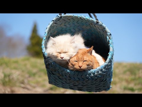 猫の動画サムネイル - つりかご猫もふむぎ　Cat in a hanging basket　250611