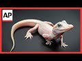 See rare leucistic white alligator born at Gatorland in Orlando, Florida