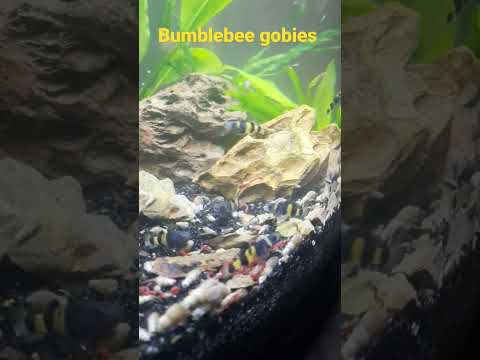 Bumblebee gobies!!! New babies in the house! 