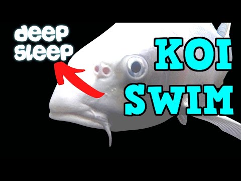 KOI SWIM Ep16   Deep Sleep  SNOOZE NOW !! KOI SWIM Ep16   Deep Sleep  SNOOZE NOW !! features beautiful KOI underwater footage in slow motion t