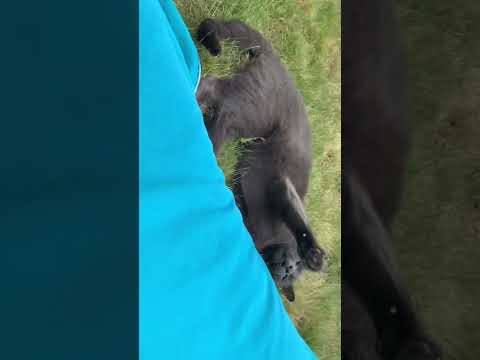 Léto už je fuč 🙈 ❤️🐱 #lovecats #short #shorts #videoshort #viralvideo #cz