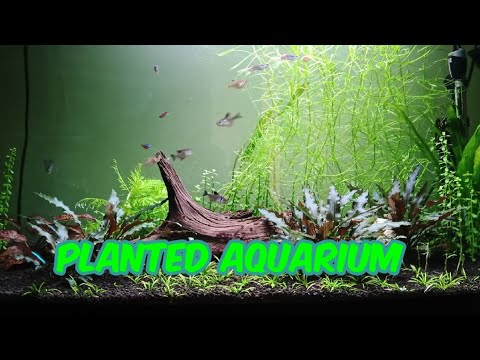 My Planted Community Tank 180 litres/ 47 gallons

thank you for watching my video if you like this video please consider givin