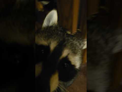 Vicious Psycho Kitty Cheats By Sneak Attacking Toes ❤️🦝 (Tigger The Raccoon)