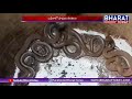 Viral Video: 17 Cobras Found In Odisha Family's House