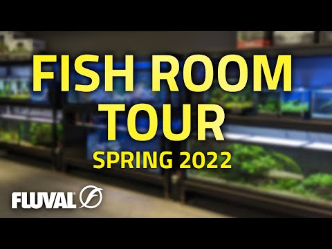 Spring 2022 Fluval Fish Room Tour