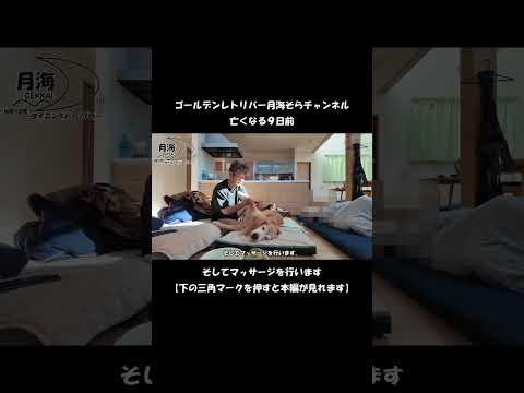 亡くなる９日前【Golden Retriever japan】♯Shorts #介護 #病気