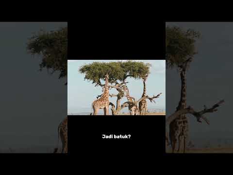 Kira kira itu kekurangan atau kelebihan ya hihi🦒#faktaunik #jerapah