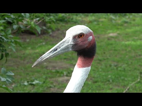 Sarus Cranes