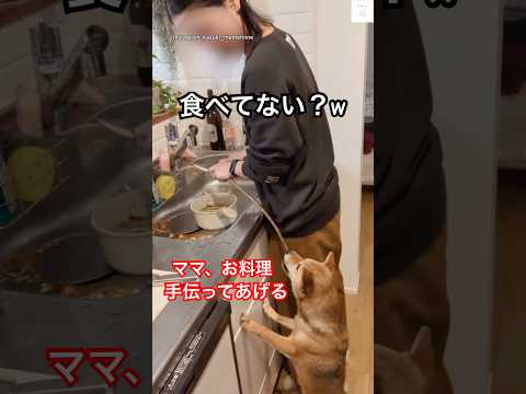 料理中、ふと後ろを見ると…つまみ食いしてる🐶　#おもしろ　#柴犬　#かわいい犬 #犬　#豆柴 サムネイル