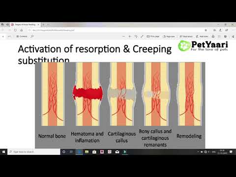 Stages of Fracture Healing |By Hanuman Goud|Veterinary orthopedics |CVSC-KORUTLA|