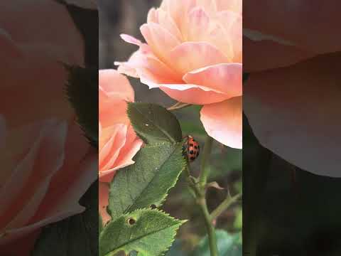 Ladybirds on my Roses #ladybird  #ladybug 