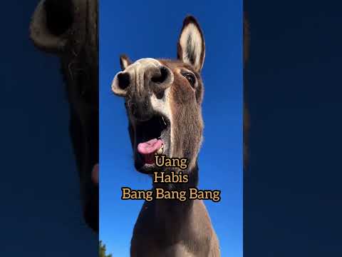 Pertengahan Bulan #umr #berashabis #funny #funnyvideo #funnyshorts #istribule #gaming