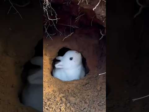 Thailand farming techniques#gauvafact #facts #shorts #viralshorts #trendingshorts #youtubeshorts