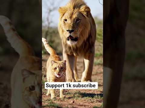 Oren cat is playing with the lion #cat #cute #funny