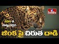 Leopard spotted attacking Deer in Tirumala, create panic among devotees