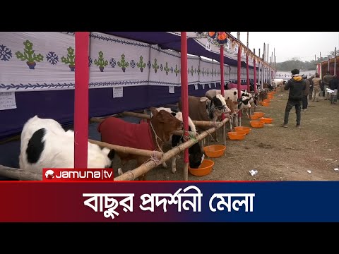 রংপুরে ৩০ টি স্টলে প্রদর্শন করা হলো নানা জাতের বাছুর | Rangpur Calf Exihibition | Jamuna TV