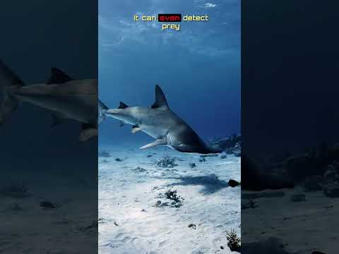 Hammerhead shark facts #shorts