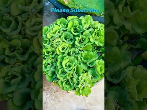 🌸 Stunning Terrace Garden Flowers in Full Bloom! | 20-Second Floral Bliss 🌿✨