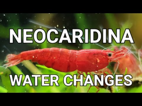 The Only Video You Need To Watch About Neocaridina #aquarium #nature #shrimptank 

Water changes are very important for maintaining a healthy shrimp ta