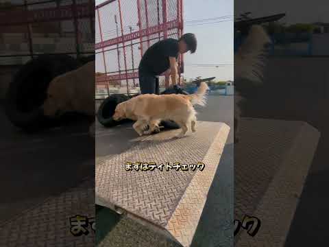 タイヤを集めてくるとまずは匂いチェックにやって来る大型犬 #ゴールデンレトリバー子犬 #大型犬のいる生活 サムネイル