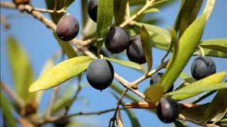 No More Olives
