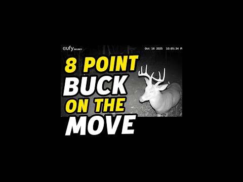 8 Point Buck on the Move! Trail Cam Night Footage | Big Buck Eating Corn Under the Moonlight #vial