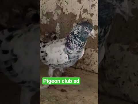 #kya kabutar h bhai #saharanpury#beauty bird#video short#@