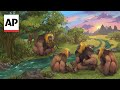 Largest great ape went extinct due to climate change, study says