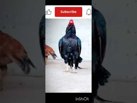 fighter murga#Khatarnak🐓🐓🐓🐓🐓 fighter murge ki video