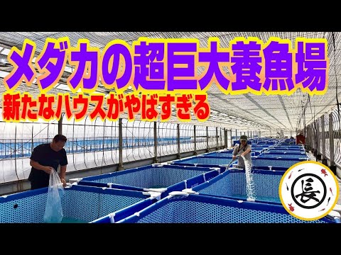 【メダカ】真夏の超巨大めだか養魚場に新たなメガ養魚場が完成していた（丸長めだかの進化が止まらない！巨大プールでメダカを飼う極意とは？）
