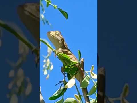 mng view #shorts @nirmal videos