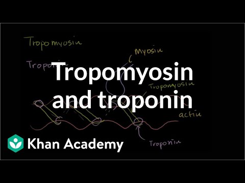 Tropomyosin and Troponin and Their Role in Regulating Muscle ...