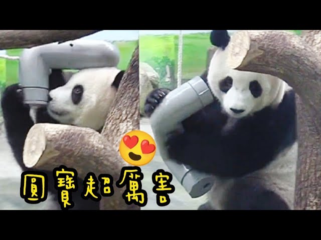 圓寶懂開罐，圓寶越來越聰明|熊貓貓熊The Giant Panda Yuan Yuan and Yuan Bao|台北市立動物園