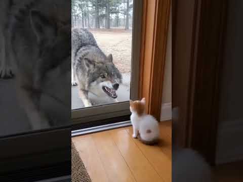Wolf scares kitten and this happen #wolf #cats #catslife #wildlife