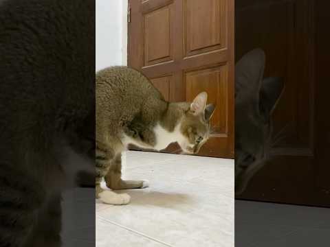 猫の動画サムネイル - perfect stretch #cat#meow#dinocattutu
